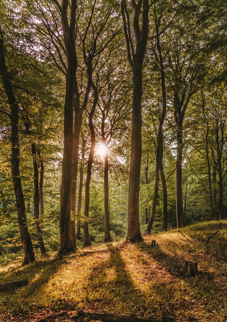 Miškonių miško parkas